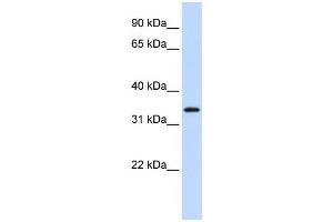 Western Blotting (WB) image for anti-Protein Kinase Protein SgK196 (SGK196) antibody (ABIN2459353) (SGK196 Antikörper)