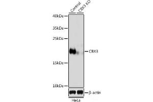 Western blot analysis of extracts from normal (control) and CBX3 knockout (KO) HeLa cells using CBX3 Polyclonal Antibody at dilution of 1:500. (CBX3 Antikörper)