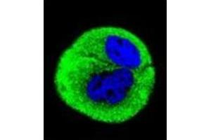 Confocal immunofluorescent analysis of Complex IV subunit I Antibody  with MCF-7 cell followed by Alexa Fluor® 488-conjugated Goat anti-Rabbit lgG (green). (Complex IV Subunit I (AA 202-232), (Middle Region) Antikörper)