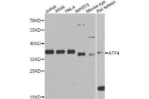 Western blot analysis of extracts of various cell lines, using ATF4 Antibody (ABIN5970035) at 1/1000 dilution. (ATF4 Antikörper)