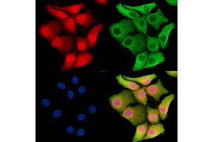 ABIN7095683 and ABIN7099745 staining Hela cells by IF/ICC. (CSDA Antikörper)