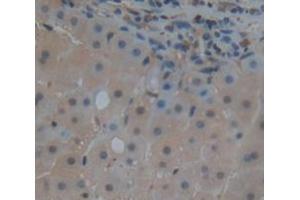 IHC-P analysis of Kidney tissue, with DAB staining. (BIRC2 Antikörper  (AA 344-593))