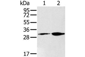Western Blot analysis of 293T and K562 cell using RNLS Polyclonal Antibody at dilution of 1:200