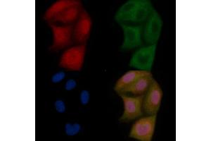 MBNL2 Mouse Monoclonal Antibody staining Hela cells by IF/ICC. (MBNL2 Antikörper)