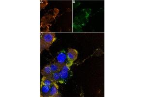 Live cell imaging of Apamin-ATTO Fluor-488 in differentiated eurite outgrowth was induced in PC12 cells through a four-day exposure to 100 ng/mL Native mouse NGF 2. (Apamin peptide (Atto 488))