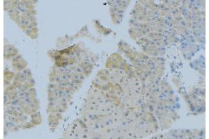 ABIN6276913 at 1/100 staining Human pancreas tissue by IHC-P. (FCER2 Antikörper  (C-Term))