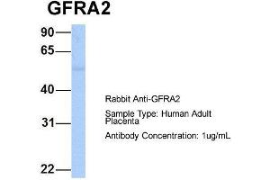 Host: Rabbit  Target Name: GFRA2  Sample Tissue: Human Adult Placenta  Antibody Dilution: 1.