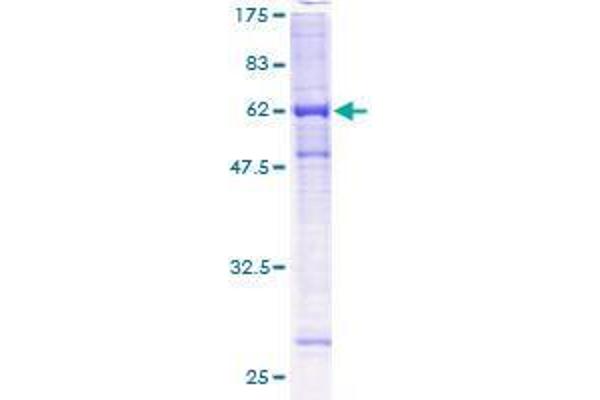 FANCL Protein (AA 1-375) (GST tag)