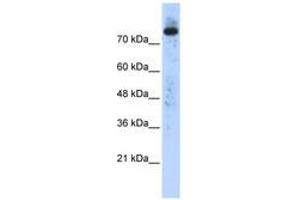 Image no. 1 for anti-Phospholipase D2 (PLD2) (N-Term) antibody (ABIN6740534) (Phospholipase D2 Antikörper  (N-Term))