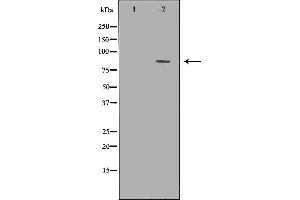 Western blot analysis of 293T whole cell lysates, using TLE1 Antibody. (TLE1 Antikörper  (Internal Region))