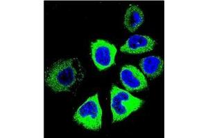 Confocal immunofluorescent analysis of YI016 Antibody (C-term) Cat. (YI016 (AA 260-288), (C-Term) Antikörper)
