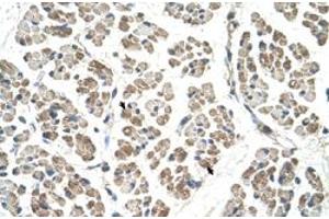 Immunohistochemical staining (Formalin-fixed paraffin-embedded sections) of human muscle with EGFL8 polyclonal antibody  at 4-8 ug/mL working concentration. (EGFL8 Antikörper  (C-Term))