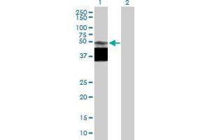 Western Blot analysis of GPR172B expression in transfected 293T cell line by GPR172B MaxPab polyclonal antibody. (GPR172B Antikörper  (AA 1-448))