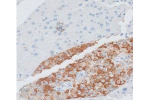 Immunohistochemistry of paraffin-embedded Mouse pancreas using PAEP Polyclonal Antibody at dilution of 1:100 (40x lens). (PAEP Antikörper)