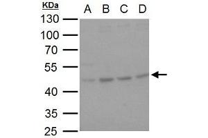 WB Image HSP47 antibody [N2C2], Internal detects HSP47 protein by western blot analysis. (SERPINH1 Antikörper  (Internal Region))