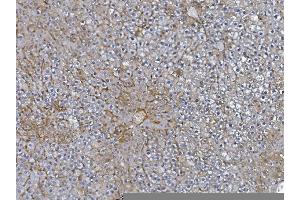 IHC analysis of Afm using anti-Afm antibody (ABIN7601653).