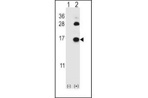 Western blot analysis of FABP4 antibody and 293 cell lysate (2 ug/lane) either nontransfected (Lane 1) or transiently transfected (2) with the FABP4 gene. (FABP4 Antikörper  (AA 1-30))