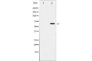 Western blot analysis of Cyclin B1 expression in serum treated HeLa whole cell lysates,The lane on the left is treated with the antigen-specific peptide. (Cyclin B1 Antikörper  (Internal Region))