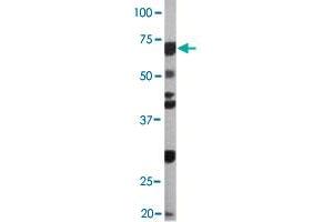 The CDC6 (phospho S54) polyclonal antibody  is used in Western blot to detect Phospho-CDC6-S54 in Ramos cell lysate (CDC6 Antikörper  (pSer54))
