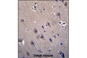 MCF2 Antibody (C-term) (ABIN656494 and ABIN2845771) immunohistochemistry analysis in formalin fixed and paraffin embedded human brain tissue followed by peroxidase conjugation of the secondary antibody and DAB staining. (MCF2 Antikörper  (C-Term))