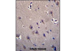 MCF2 Antibody (C-term) (ABIN656494 and ABIN2845771) immunohistochemistry analysis in formalin fixed and paraffin embedded human brain tissue followed by peroxidase conjugation of the secondary antibody and DAB staining.