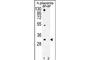 Western blot analysis of OR1D5 Antibody Pab pre-incubated without(lane 1) and with(lane 2) blocking peptide in human placenta tissue lysate. (OR1D5 Antikörper  (C-Term))