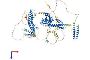 CC2D1B Protein (AA 1-858) (His tag)