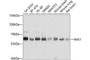 Western blot analysis of extracts of various cell lines using NAE1 Polyclonal Antibody at dilution of 1:1000. (NAE1 Antikörper)