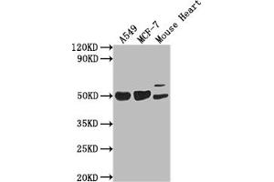 Western Blot Positive WB detected in: A549 whole cell lysate, MCF-7 whole cell lysate, Mouse Heart tissue All lanes: SRGAP2B antibody at 1:2000 Secondary Goat polyclonal to rabbit IgG at 1/50000 dilution Predicted band size: 54 kDa Observed band size: 54 kDa (SLIT-ROBO rho GTPase Activating Protein 2B (SRGAP2B) (AA 79-150) Antikörper)