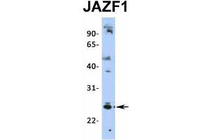 Host:  Rabbit  Target Name:  JAZF1  Sample Type:  HepG2  Antibody Dilution:  1.