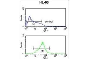 CARD4 Antibody (C-term) (ABIN652666 and ABIN2842447) flow cytometric analysis of HL-60 cells (bottom histogram) compared to a negative control cell (top histogram). (NOD1 Antikörper  (C-Term))