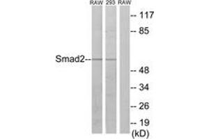 Western blot analysis of extracts from RAW264. (SMAD2 Antikörper  (AA 186-235))
