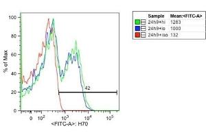 Fluorescence Microscopy (FM) image for anti-Heat Shock Protein 70 (HSP70) antibody (ABIN361708)