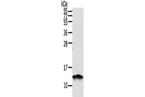 Western Blotting (WB) image for anti-S100 Calcium Binding Protein A11 (S100A11) antibody (ABIN2424123) (S100A11 Antikörper)