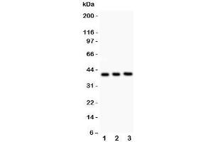 Western blot testing of Fetuin A antibody and Lane 1:  NIH3T3;  2: Neuro-2a;  3: mouse brain lysate. (Fetuin A Antikörper  (AA 19-345))