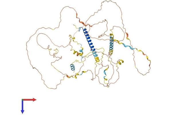 CRTC1 Protein (AA 1-630) (His tag)
