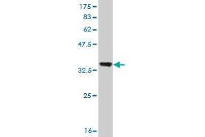 Western Blot detection against Immunogen (36. (PCDHB10 Antikörper  (AA 27-125))