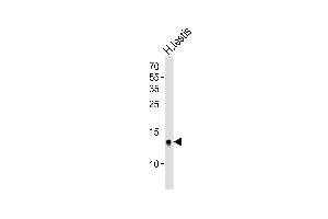 Western blot analysis of lysate from human testis tissue lysate, using DEFB107A Antibody (C-term) (ABIN6244252 and ABIN6577438). (DEFB107A Antikörper  (C-Term))