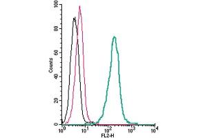 Cell surface detection of SERT by direct flow cytometry in live intact human  monocytic leukemia cells: + Rabbit IgG isotype control-PE.