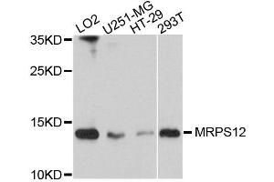 Western blot analysis of extracts of various cells, using MRPS12 antibody. (MRPS12 Antikörper)