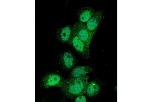 IF analysis of Poliovirus Receptor/PVR using anti-Poliovirus Receptor/PVR antibody (ABIN7601069). (Poliovirus Receptor Antikörper  (AA 28-331))