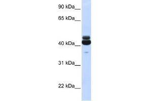 Western Blotting (WB) image for anti-Guanine Nucleotide Binding Protein (G Protein), alpha 15 (Gq Class) (GNA15) (N-Term) antibody (ABIN2787699)