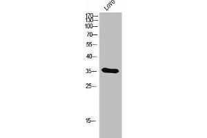 Western Blot analysis of LOVO cells using Olfactory receptor 4D6 Polyclonal Antibody (OR4D6 Antikörper  (C-Term))