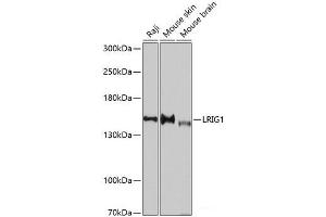 Western blot analysis of extracts of various cell lines using LRIG1 Polyclonal Antibody at dilution of 1:3000. (Lrig1 Antikörper)