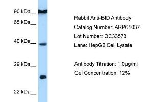 Western Blotting (WB) image for anti-BH3 Interacting Domain Death Agonist (BID) (C-Term) antibody (ABIN970192) (BID Antikörper  (C-Term))