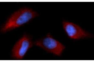 Immunofluorescence (IF) image for anti-N-Ethylmaleimide-Sensitive Factor Attachment Protein, alpha (NAPA) (AA 1-295) antibody (APC) (ABIN5568292) (NAPA Antikörper  (AA 1-295) (APC))