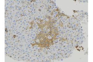 ABIN6274934 at 1/100 staining Mouse liver tissue by IHC-P. (CABP7 Antikörper  (N-Term))