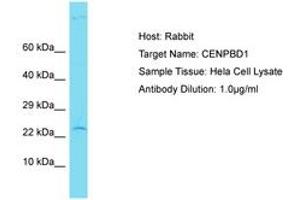 Image no. 1 for anti-CENPB DNA-Binding Domains Containing 1 (CENPBD1) (AA 55-104) antibody (ABIN6750823) (CENPBD1 Antikörper  (AA 55-104))