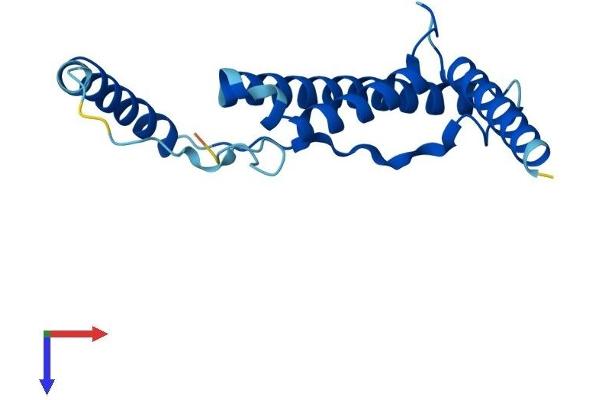 NDUFB10 Protein (AA 1-172) (His tag)