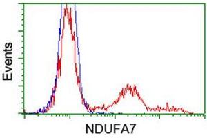 Image no. 1 for anti-NADH Dehydrogenase (Ubiquinone) 1 alpha Subcomplex, 7, 14.5kDa (NDUFA7) antibody (ABIN1499663) (NDUFA7 Antikörper)